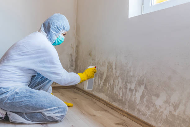 Licensed Mold Cleanup service in Williamsport, PA - WQB Mold Removal